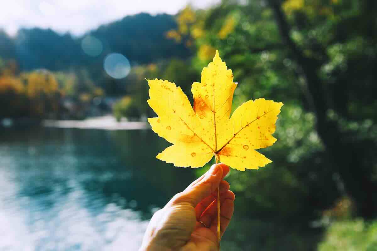 Autumn Journal Prompts for a Season of Reflection, Release & Renewal