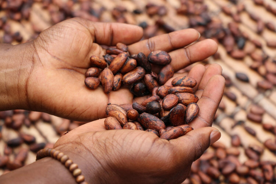 Chocolate for Mind, Body, and Soul