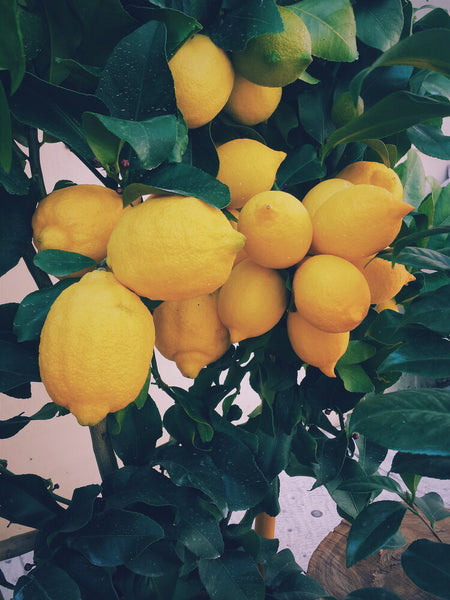 Preserved Lemons