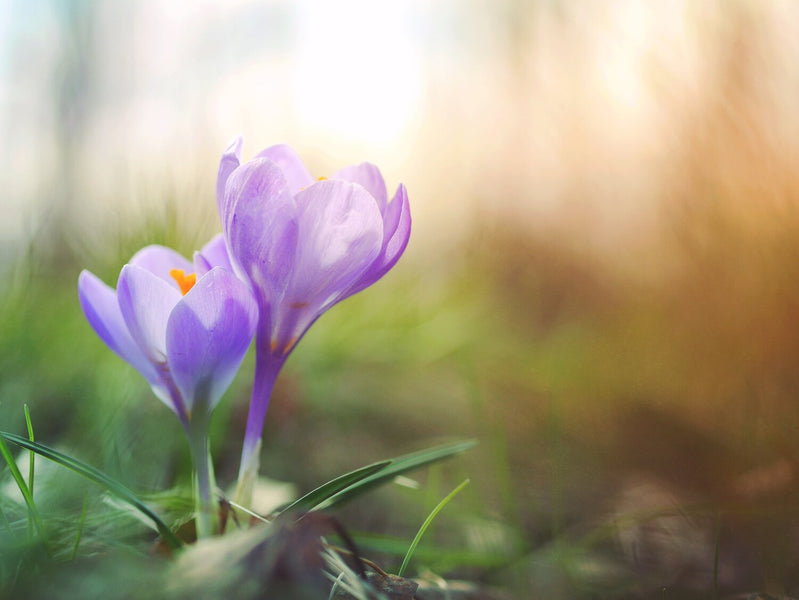 Mops and Mindfulness: Spring Cleaning Essentials